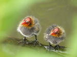 FZ030227 Coot chicks standing on branch (Fulica atra).jpg